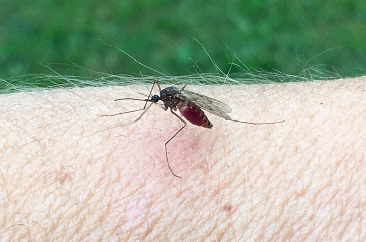 mosquito treatment