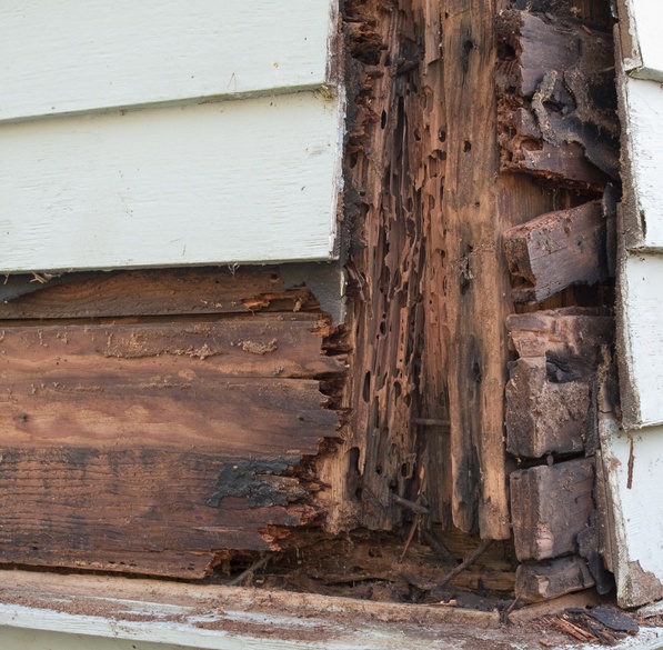termite damage to home