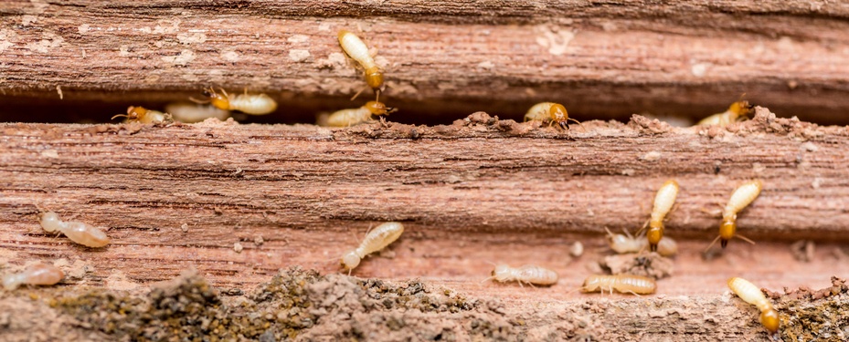 subterranean termites