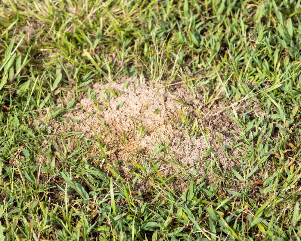fire ant treatment in shelby and chilton county alabama