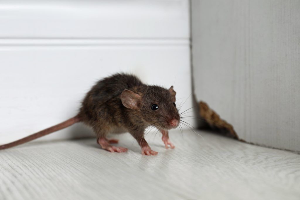 a rodent looking at the camera