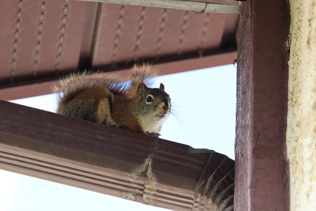 a squirrel on a wooden bench